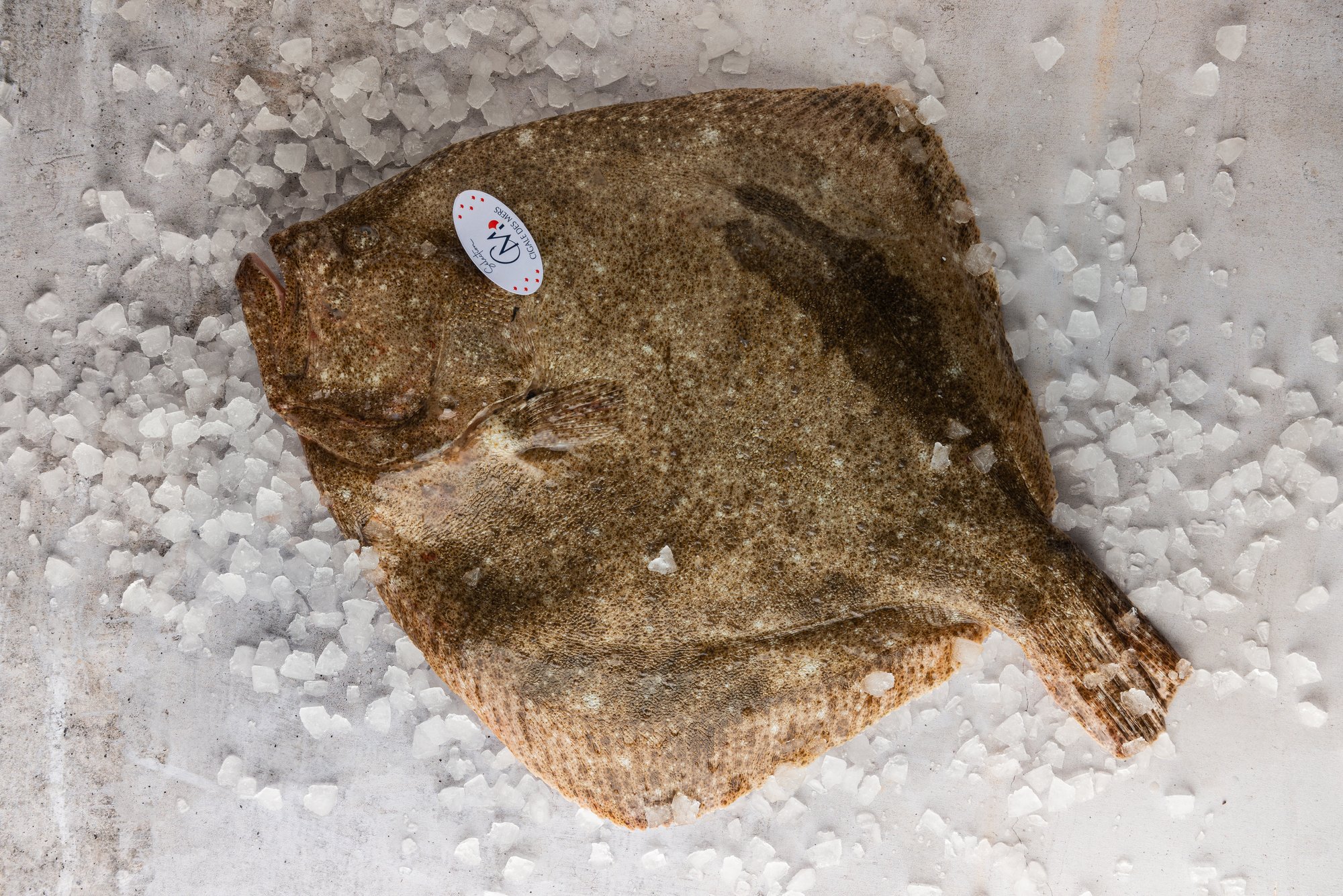 Le poisson