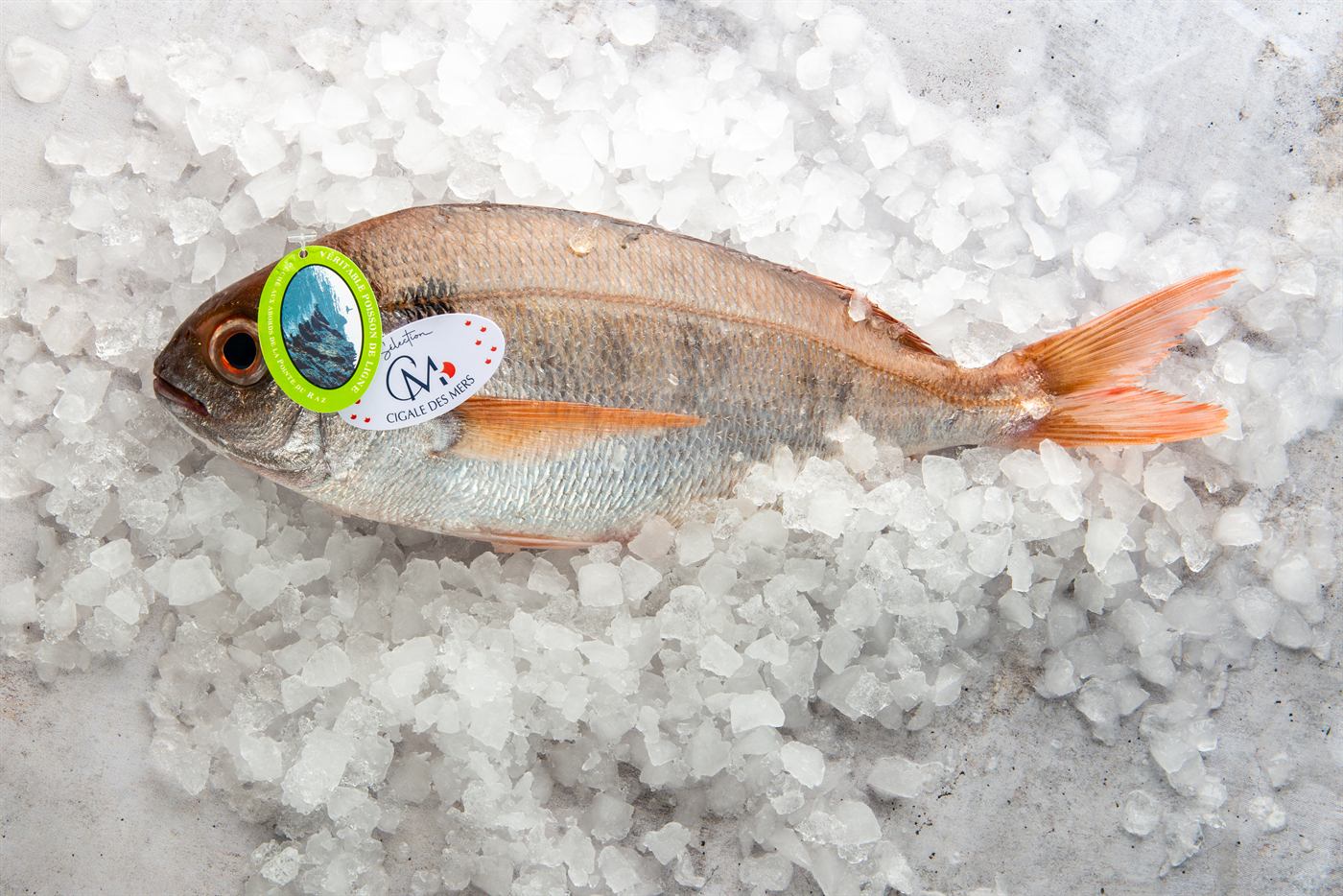 Le poisson