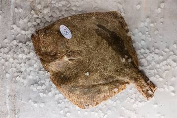 Turbot