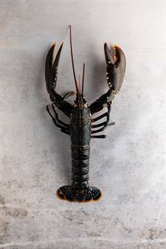 Homard