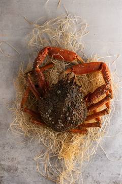 Araignée de mer