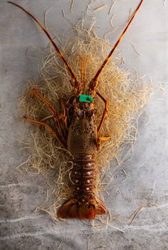 Langouste