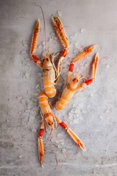 Langoustines